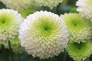 Chrysanthemum Flower Seeds Green White for Planting - NON GMO Seeds