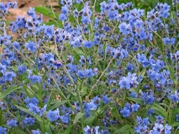 Cynoglossum Flower Seeds for Planting - NON GMO Seeds