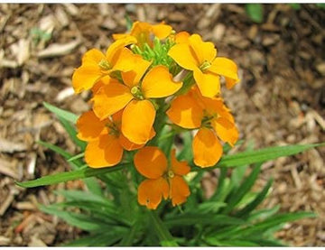 Orange Siberian Flower Seeds for Planting - 100 Pcs pcs