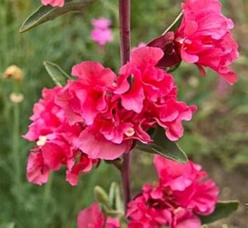 Pink Clarkia Flower Seeds for Planting - 100 pcs