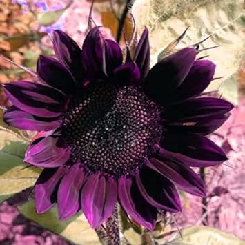 Deep Purple Sunflower Seeds for Planting – Unique Non-GMO Garden Blooms, Heirloom Seeds