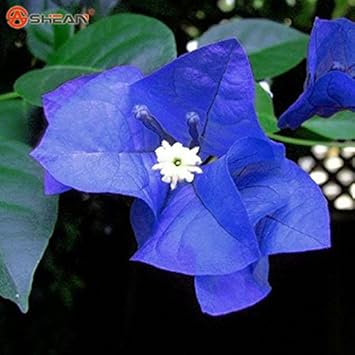 Fresh Blooming Flower Seeds for Planting - 100 pcs