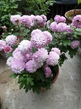Baby Pink Chrysanthemum Flower Planting Seeds for Garden NON GMO Seeds