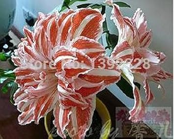 White Orange Amaryllis Flower Seeds ƒ?? Heirloom Non-GMO Seeds for Vibrant Garden Planting