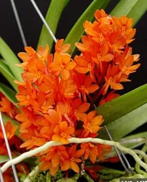 Orange Ascocentrum Flower Seeds for Planting - 100 pcs
