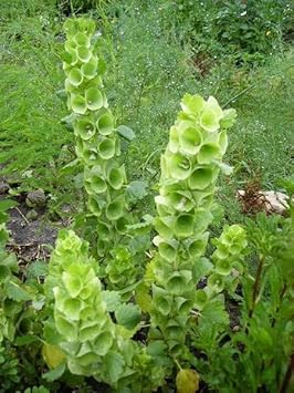 Bells Flower Seeds for Garden Planting - NON GMO Seeds