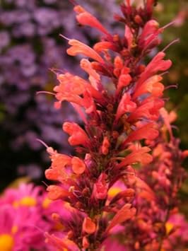 Orange Agastache Flower Planting Seeds for Garden NON GMO Seeds