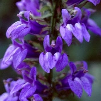 Blue Cardinal Flower Seeds for Planting - 100 pcs