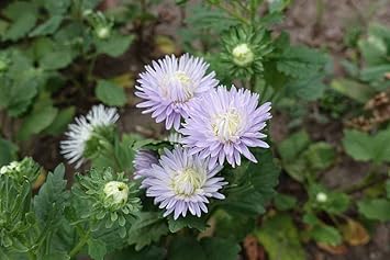 Lavender Aster Flower Planting Seeds for Garden NON GMO Seeds