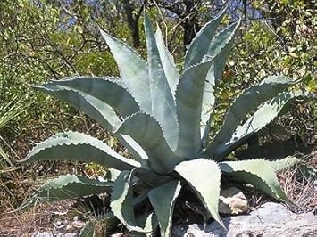 Silver Agave Plant Seeds for Planting NON GMO Seeds seeds for planting in home garden