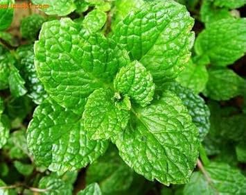 Green Water Mint Plant Seeds for Planting- Fresh and Flavorful Gardens Scientific Name Placeholder for planting in home garden
