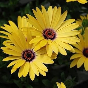 Heirloom Yellow Dimorphotheca Flower Seeds for Planting, Non-GMO