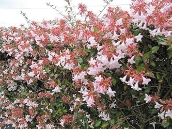 Multi-Colored Abelia Flower Seeds for Planting -Heirloom Seeds,Ideal for Home Gardens