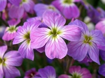 Purple Matthiola Flower Seeds for Planting - 100 pcs
