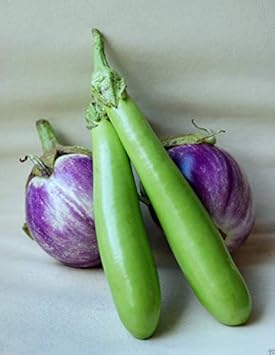 Green Violet Eggplant Seeds for Planting - heirloom & Non-GMO Seeds