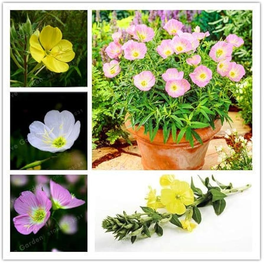 Mixed Oenothera Biennis Flower Seeds for Planting - 100 pcs seeds for planting in home garden