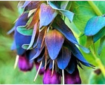 Blue Cerinthe Flower Seeds for Planting - 100 pcs