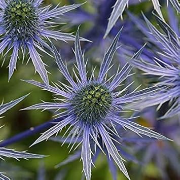 Blue Eryngo Flat Sea Holly Seeds for Planting -Heirloom & Non-GMO Seeds for planting