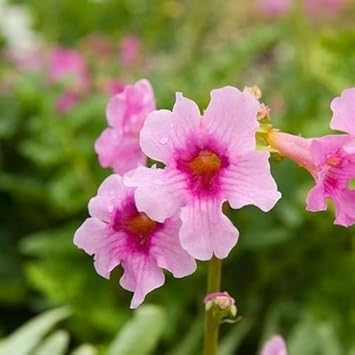 Pink Incarvillea Flower Seeds for Planting, NON GMO Seeds
