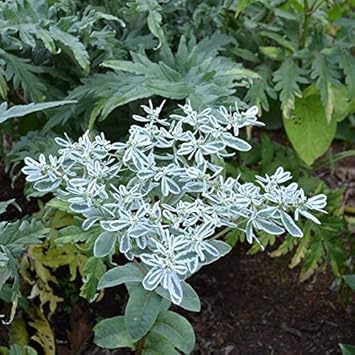 Green Snow on the Mountain Flower Seeds for Planting - 100 pcs