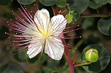 Capparis Spinosa Flower Seeds for Planting - NON GMO Seeds
