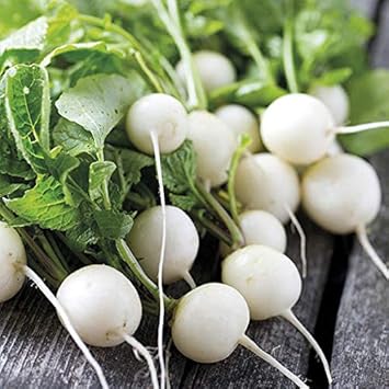 Radish Seeds for Planting, White, 100 Pcs pcs