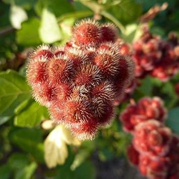Red Rhus Aromatica Plant Seeds for Planting - NON GMO Seeds