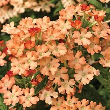 Peach Verbena Didyma Flower Seeds for Planting 100 pcs