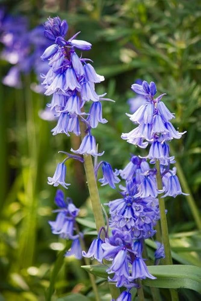 Heirloom Non-GMO Bluebell Flower Seeds for Planting ƒ?? Unique Bell-Shaped Blooms for Woodland Gardens for planting in your garden.
