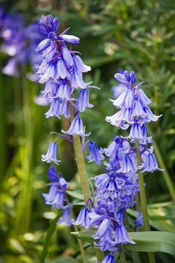Heirloom Non-GMO Bluebell Flower Seeds for Planting – Unique Bell-Shaped Blooms for Woodland Gardens