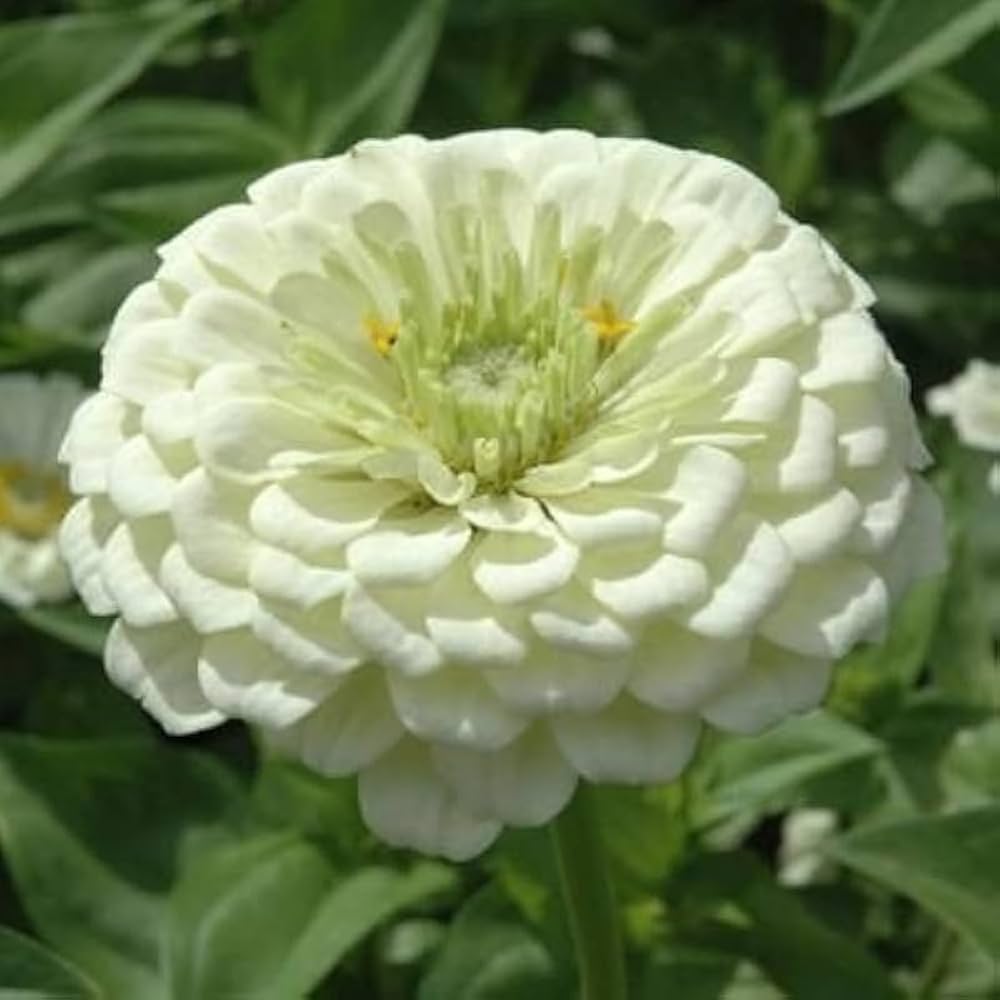 White Green Zinnia Flower Seeds for Planting – Vibrant, Non-GMO Heirloom Garden Seeds