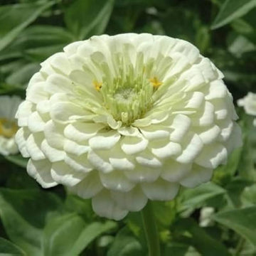 White Green Zinnia Flower Seeds for Planting – Vibrant, Non-GMO Heirloom Garden Seeds