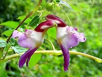 Organic Parrot Orchid Flower Seeds for Planting – Heirloom, Non-GMO