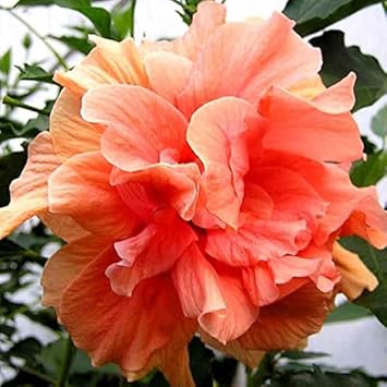 Heirloom Non-GMO Peach Hibiscus Flower Seeds for Planting ƒ?? Tropical Garden Blooms