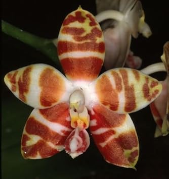 White Brown Phalaenopsis Orchid Flower Seeds – Heirloom, Non-GMO Seeds for Planting