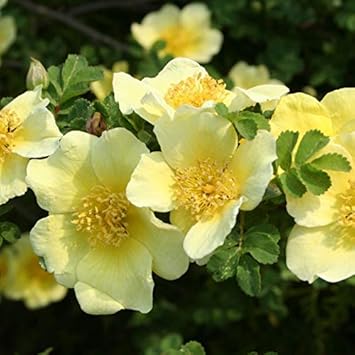Yellow Xanthina Flower Seeds for Planting, 100 pcs