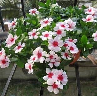 Heirloom Non-GMO White Pink Periwinkle Flower Seeds for Charming Bicolor Garden Planting