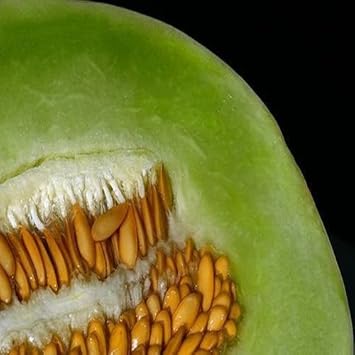 Green Dew Melon Fruit Seeds for Planting and Cultivating Refreshing and Aromatic Melons 100 Pcs pcs