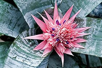 Bromeliad Tillandsia Bulbosa Pink Seeds for Planting NON GMO Seeds