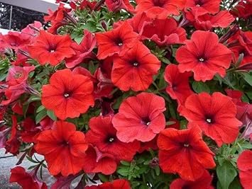Red Petunia Flower Seeds for Garden Planting - Heirloom Seeds for Home Garden, GMO Free