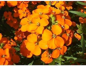 Orange Siberian Wallflower Seeds for Planting 100 Pcs pcs