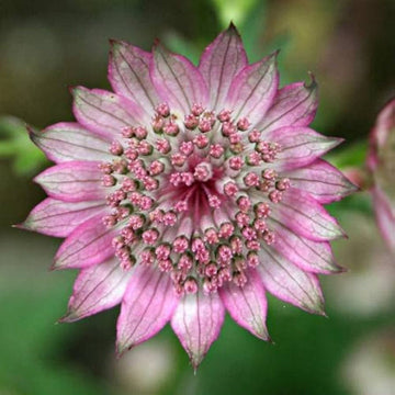 Organic White Pink Astrantia Flower Seeds for Planting ƒ?? Heirloom, Non-GMO