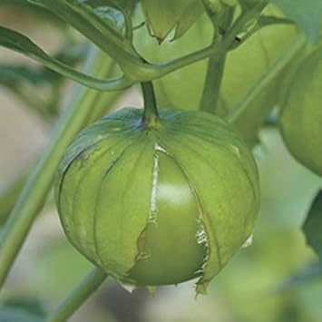 Tomatillo Seeds for Planting, 100 Pcs pcs