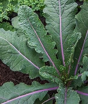 Dazzling Kale Seeds for Planting - 100 Pcs pcs