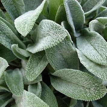 Gray Lambs Ear Plant Seeds for Planting - 100 pcs for planting in your garden.