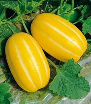 Yellow Musk Melon Fruit Seeds - 25pcs, Exotic and Sweet Melons for Your Garden