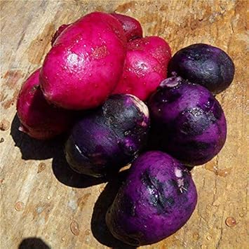 Pink Purple Potato Vegetable Seeds for Planting heirloom & Non-GMO Seeds