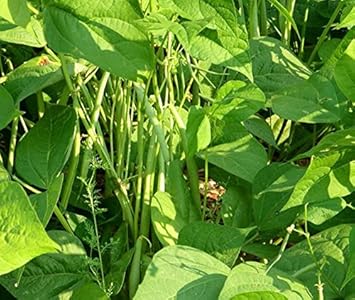 Green Appaloosa Bean Vegetable Seeds for Planting heirloom & Non-GMO Seeds