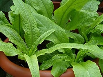 Green Yau Mak Choi Seeds for Planting - 100 Pcs pcs