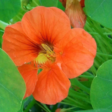 Orange Hanging Nasturtium Seeds for Planting- Heirloom seeds for Home Garden, GMO Free